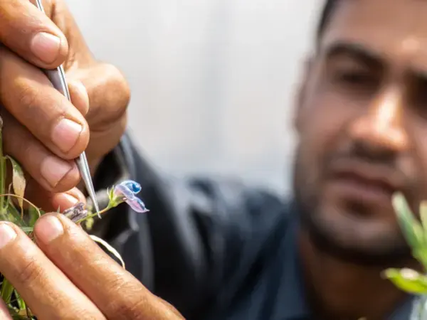 Crossing grasspeas at ICARDA’s facilities at Marchouch Station, Morocco
