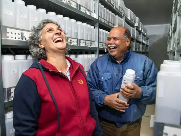 Ahmed Amri with Mariana Yazbek in the active collection of ICARDA's genebank at Terbol station in Lebanon's Beqaa Valley. Photo: Michael Major/Crop Trust