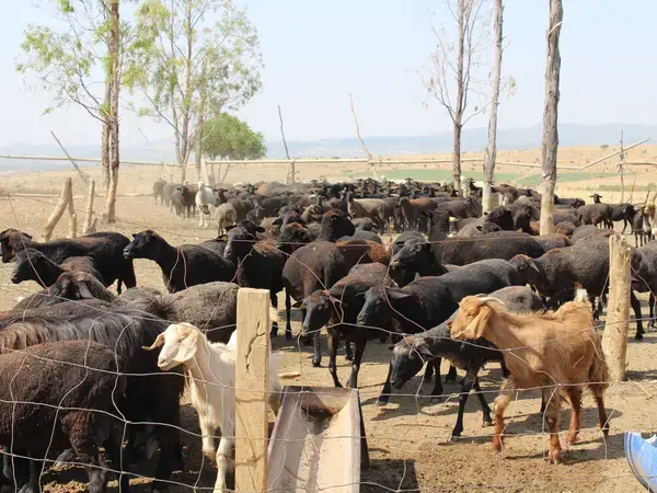 Agricultural and Livestock Technology Transfer Preferences in Tunisia