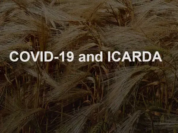 ICARDA and COVID-19