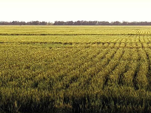 The TAAT Wheat Compact Project