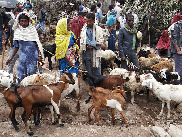 Livestock Market Ethiopia