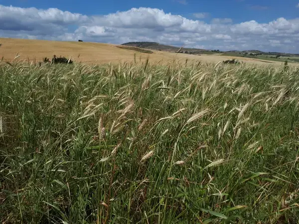 Wheat crops at the conservation agriculture site in El Krib, Siliana, Tunisia Photo by Katrin Park_ICARDA
