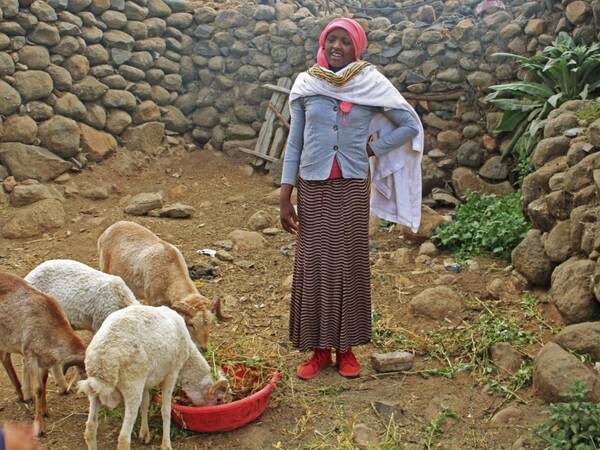 Yeshareg Tesfa (18 years) is one of 485 youth who have participated and benefited from the youth sheep fattening program. Photo by Nahom Ephrem