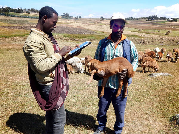 An enumerator capturing data in Menz sheep community-based breeding program, Ethiopia. Photo: Tesfaye Getachew