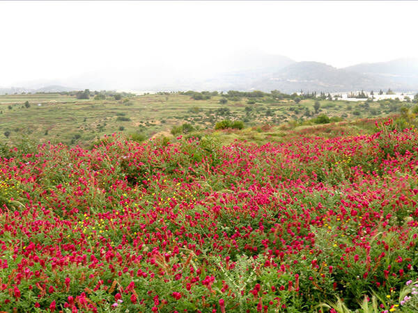 Restoration of degraded agrosilvopastoral site in Central Tunisia using forage legume species Sulla (Hedysarum coronarium L.)