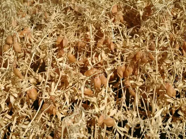 Climate Smart Crops - Lentils