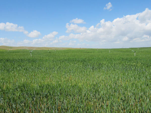 Supplemental irrigation being applied to durum wheat fields in Kurdistan region of Iraq