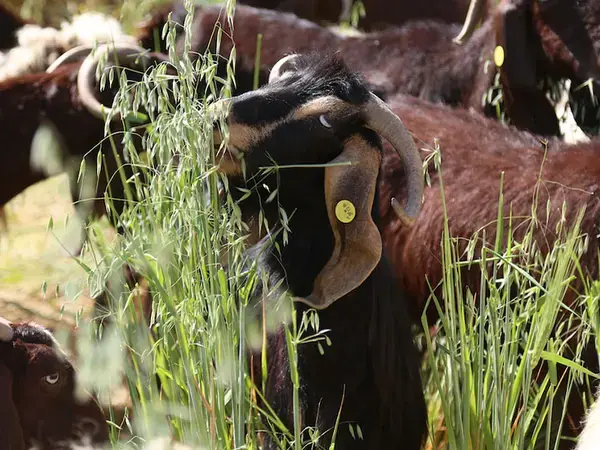 Better Soil, Nutrients, and Agronomy