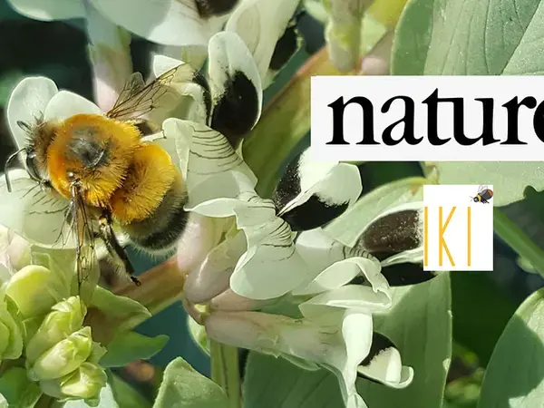 Farming with Alternative Pollinators 