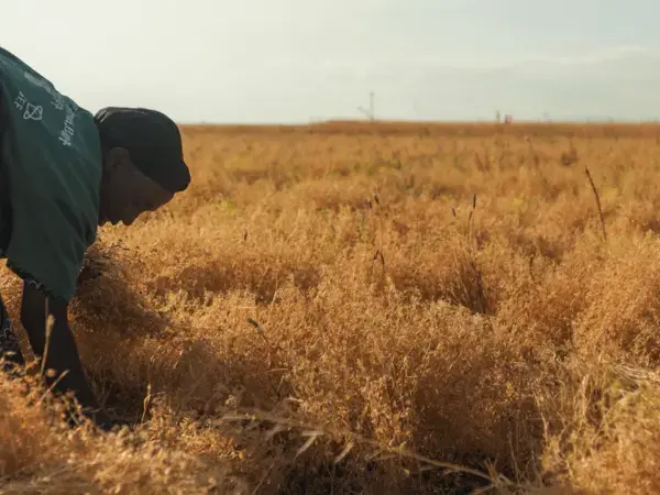 Q&A mini-series - ICARDA Scientists on the IPCC Report: Implications for the Dry Areas