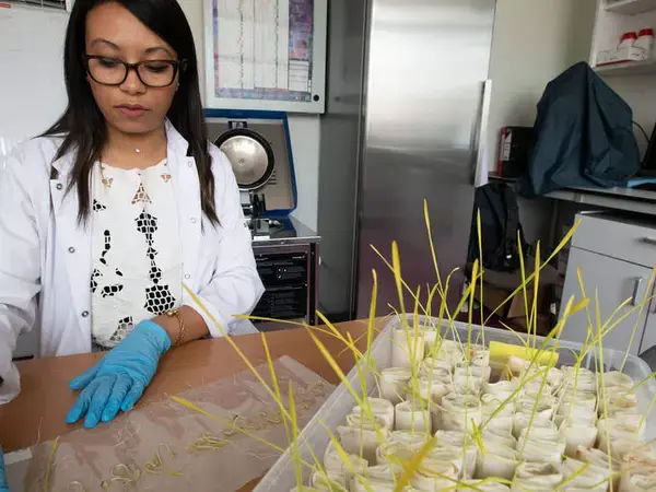 The ICARDA gene bank contains samples of cereals, legumes, forage and rangeland species.