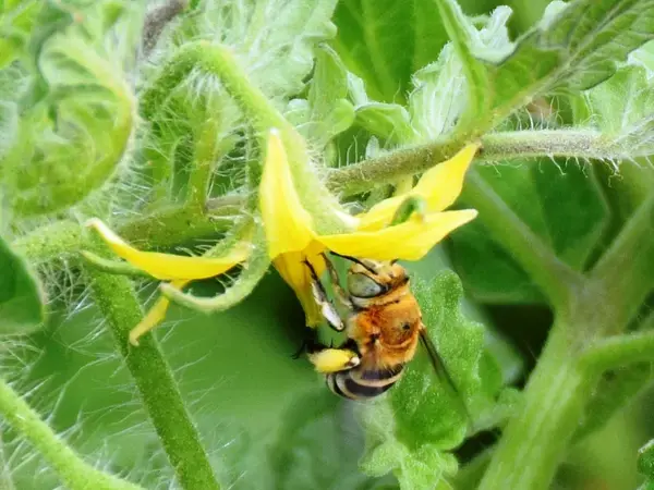 Farming with Alternative Pollinators (FAP)