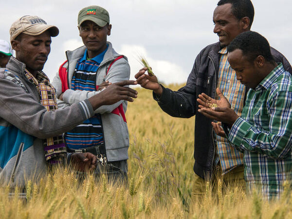 Ethiopian Farmers