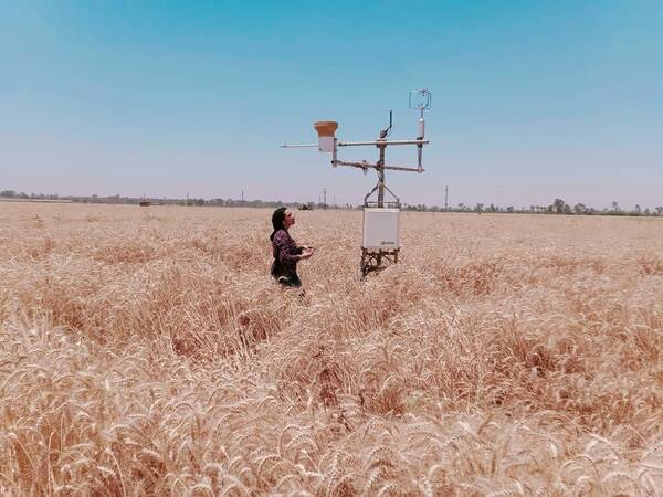 Rania Gamal, ICARDA's PhD Research Fellow, measuring Evapotranspiration (ET) using instruments introduced in Egypt