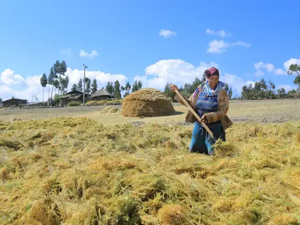 A female farmer from Central Ethiopia exposes lentils to the sun