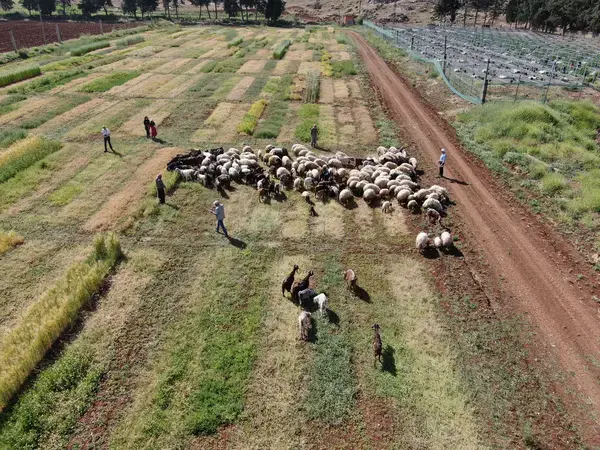 ICARDA's research on Livestock and Feed