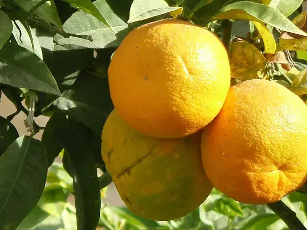 Tunisian oranges (source: Gordontour, Flickr)