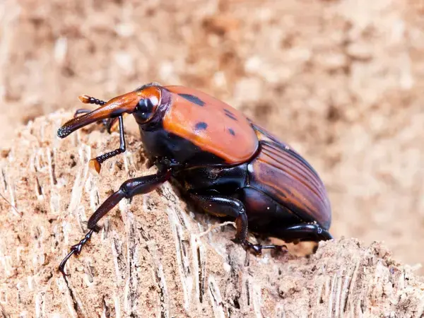 Red Palm Weevil