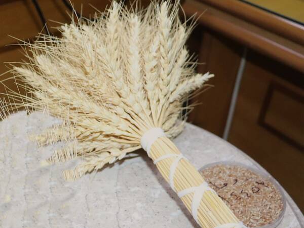 Cham 12 Wheat Variety (Code name: Douma 64453 by GCSAR) 