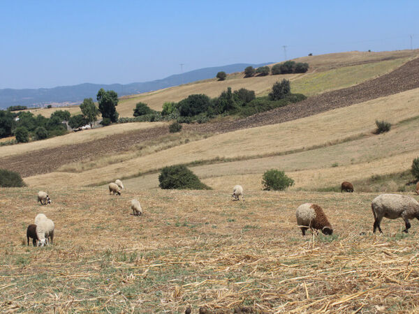 Sheep grazing stubble in the site of Fernana – Northwestern Tunisia (Photo credit: Zied Idoudi/ICARDA) 