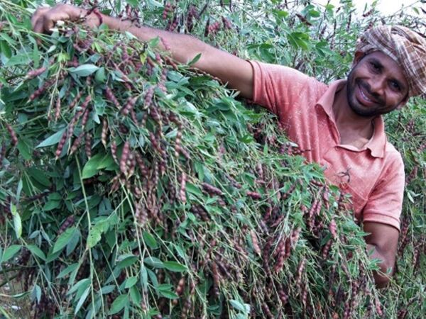 Farmer with pigeon pea