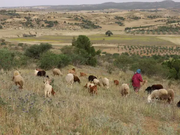 Rangelands in Tunisia