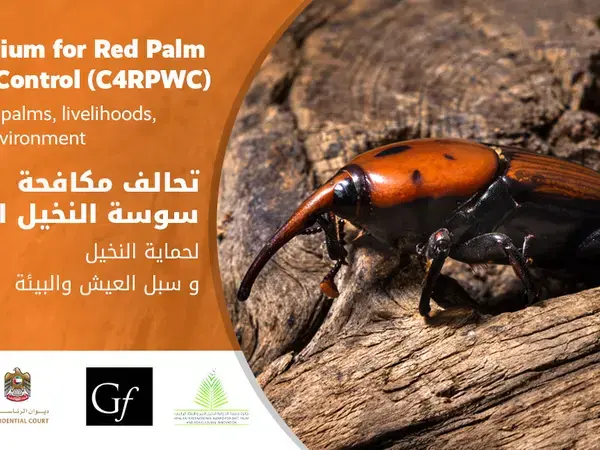 Red Palm Weevil