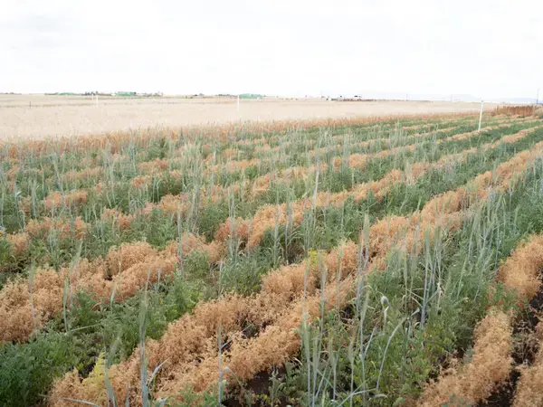 ICARDA News Landing Page