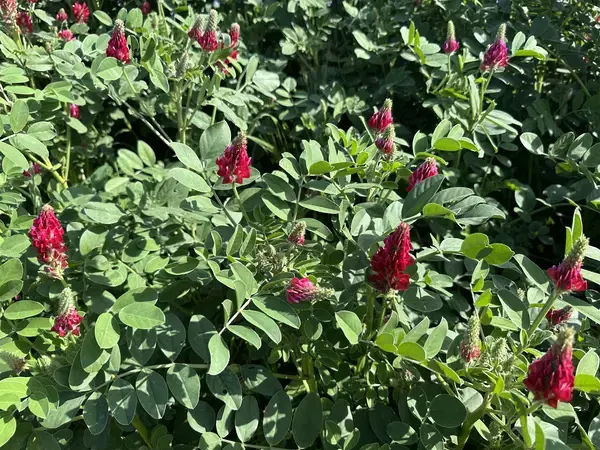 GPS Training Boosts Field Data Collection for Sulla Mapping Across North Africa