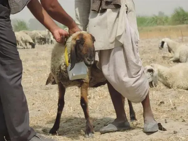 Using GPS collars to monitor herd mobility across the landscape