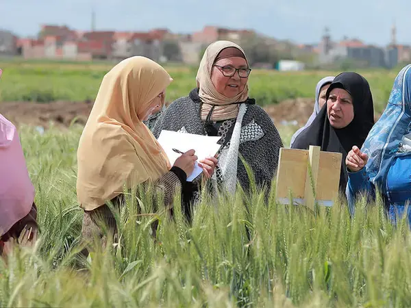 Wheat farmers in Egypt