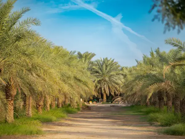 Photo credit: ICARDA/Ahmed Elsheemy