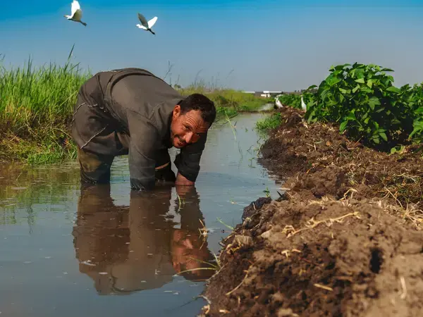 Farmer in his field, Kafr El-Sheikh, Egypt. Photo: Ahmed El Sheemy/ICARDA 