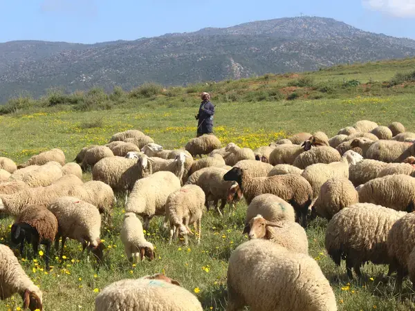 Grazing Sheep Flock in Oued Sbaihia - Tunisia