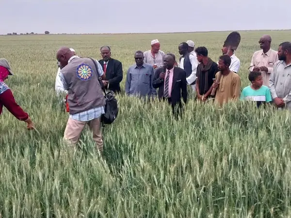 A field day and harvest day of wheat in New Halfa, Kassala State in 2025       