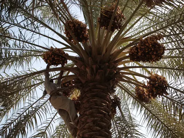 A man harvesting dates from a palm tree.