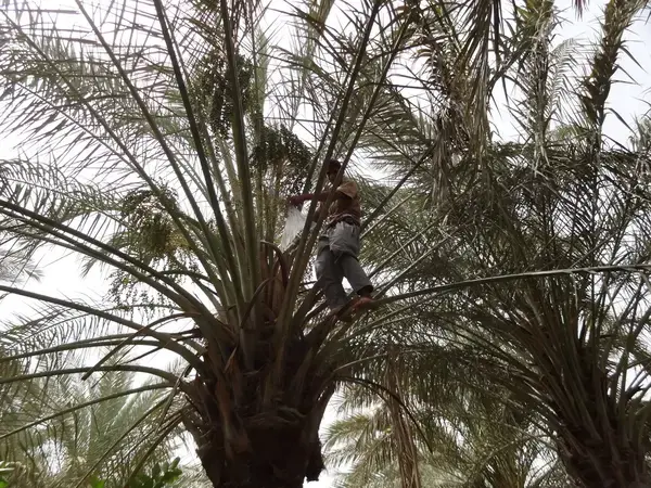 Date Palm Tree