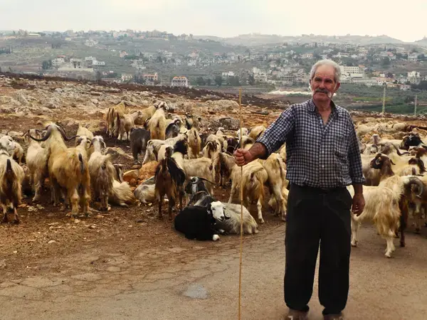 A pastoralist with his flock of goats in Lebanon – Photo: Mounir Louhaichi/ICARDA
