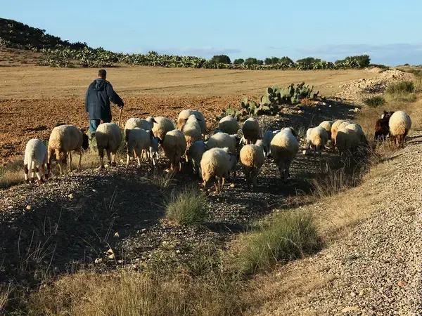 Flock of sheep, Zoghmar Community, Tunisia