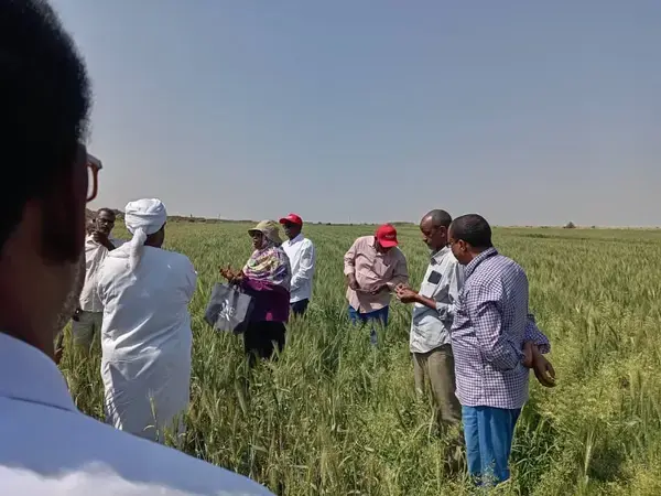 The field day event of TAAT II Wheat Compact at Elmangael IP site in Gezira Scheme, Sudan.