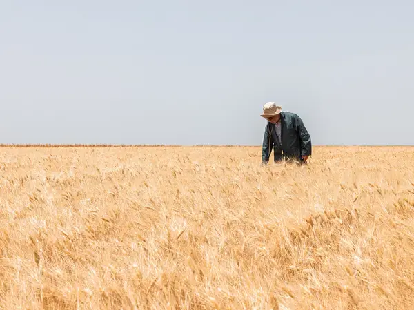 A farmer in a Jawahir Wheat Field in Morocco - Photo: Daoud Smakhou/Crop Trust