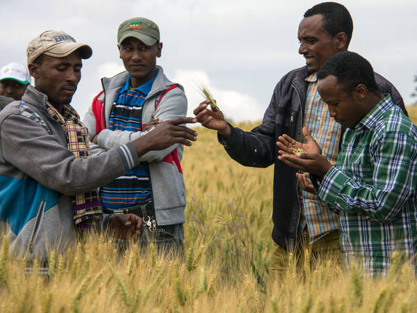 Farmers distributing rust resistant wheat seeds in Amhara, Ethiopia