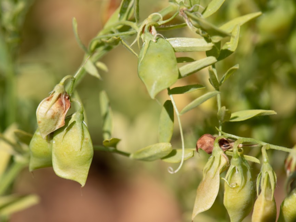 The potential for scaling out this model to other states is significant (Photo: Michael Major/Crop Trust)