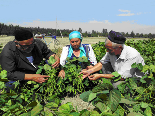 Planting mungbean as a catch crop after winter wheat harvest in Fergana Valley action site to improve farmers’ incomes and improve the soil.