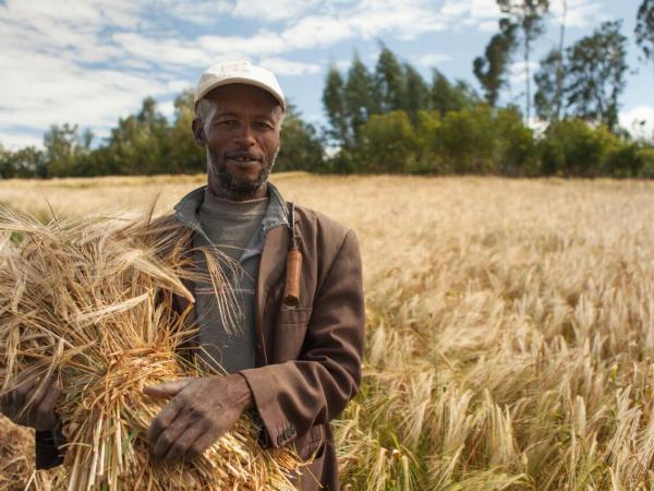 Improved malt barley varieties link to boom in beverages market, Ethiopia