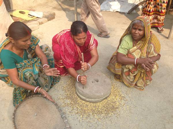 Indian women grinding grasspea. In collaboration with national partners like ICAR, ICARDA is developing low toxin grasspea varieties