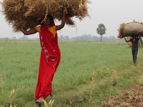 The partners identified 18 new parental lines with high content of iron and zinc that can be used in cross-breeding programs (Photo: ICARDA)