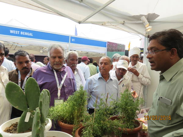 Dr. Ashutosh Sarker giving live demonstration of spineless cactus to interested farmers