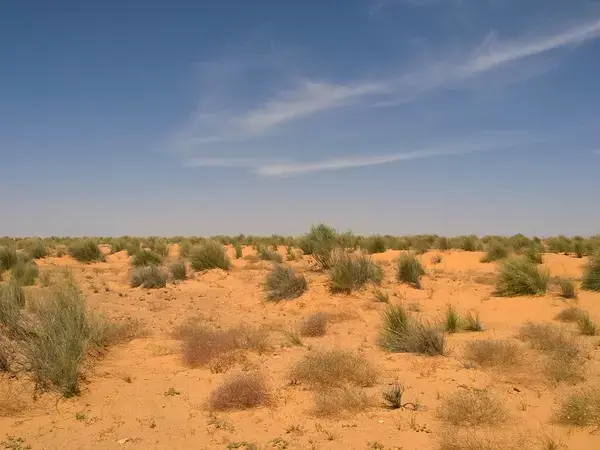 Rangelands in Tunisia require urgent land tenure and governance reforms.